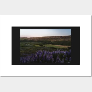 Lupine Flowers in Blossom During Midnight Sunset in Iceland Posters and Art